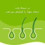 کپسول‌های PRIORIN Bayer – مکمل تخصصی برای تقویت رشد مو و کاهش ریزش موی ارثی و هورمونی، حاوی ترکیبات مغذی برای سلامت فولیکول‌های مو.